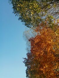 Low angle view of trees against clear blue sky