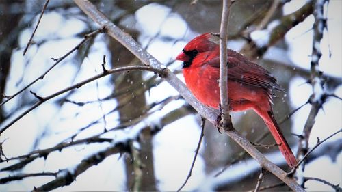 Close-up of red bird perching on branch