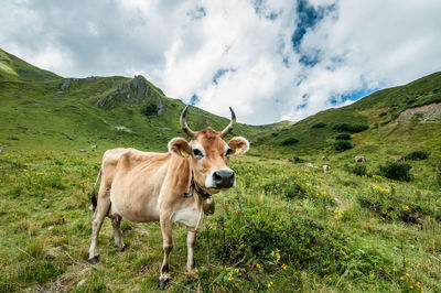 Cow on grassy field against sky