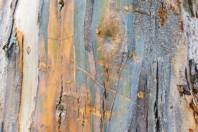 Full frame shot of tree trunk