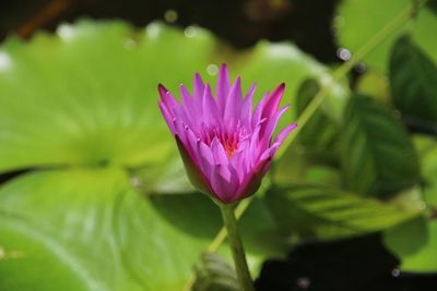 Close-up of water lily