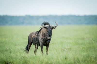 Blue wildebeest standing on grassy field against sky