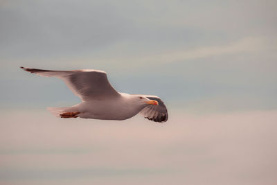 Low angle view of seagull flying in sky