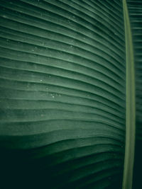 Full frame shot of palm leaves