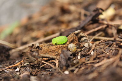 Close-up of plant growing on field