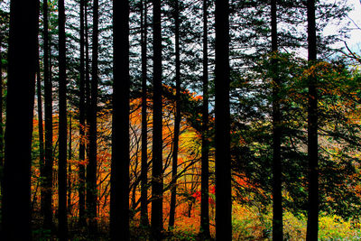 Pine trees in forest