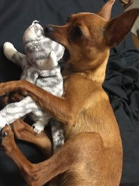 Close-up of dog relaxing on bed