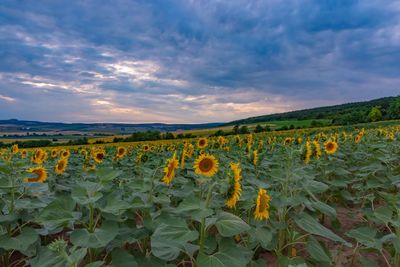 Scenic view of sunflower field against cloudy sky