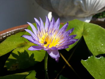 Close-up of lotus water lily in pond