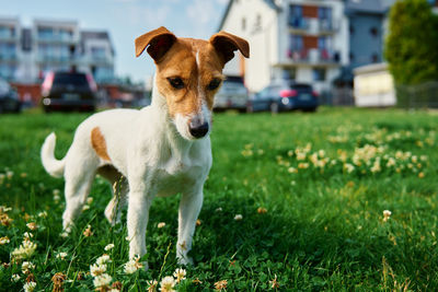 Cute small dog on lawn with green grass near living house at summer day. active pet outdoors