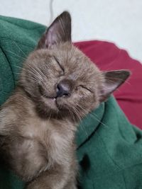 Close-up of cat sleeping