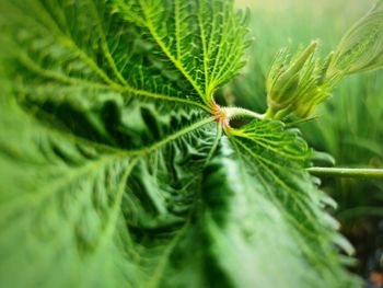 Close-up of green leaves on plant