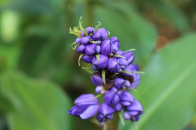 Close-up of purple flowers