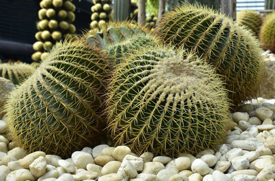 High angle view of succulent plant