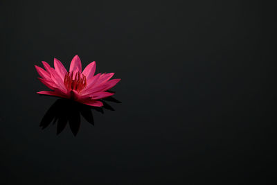 Close-up of pink flower against black background