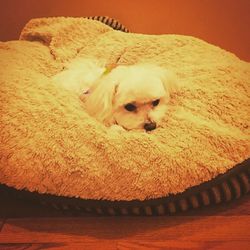 Close-up of dog sleeping