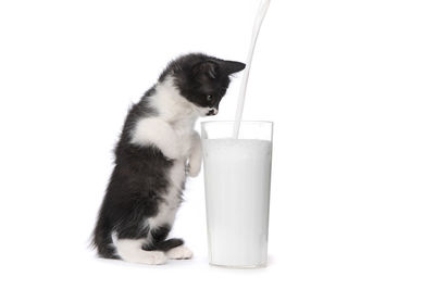 Cat drinking from glass on white background