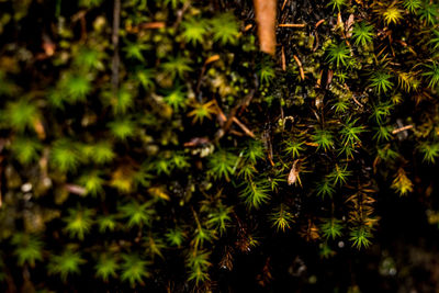 Close-up of fresh green leaves on land