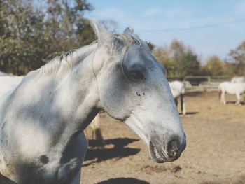 Close-up of a horse on field