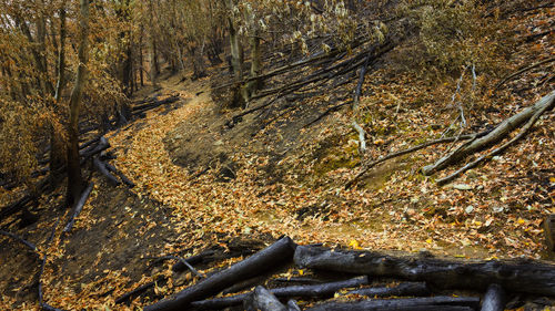 High angle view of plants in forest