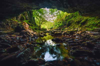 Scenic view of waterfall in forest