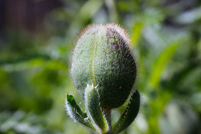 Garten view