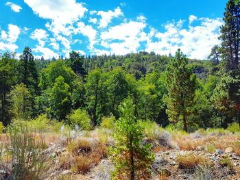 Scenic view of trees against sky