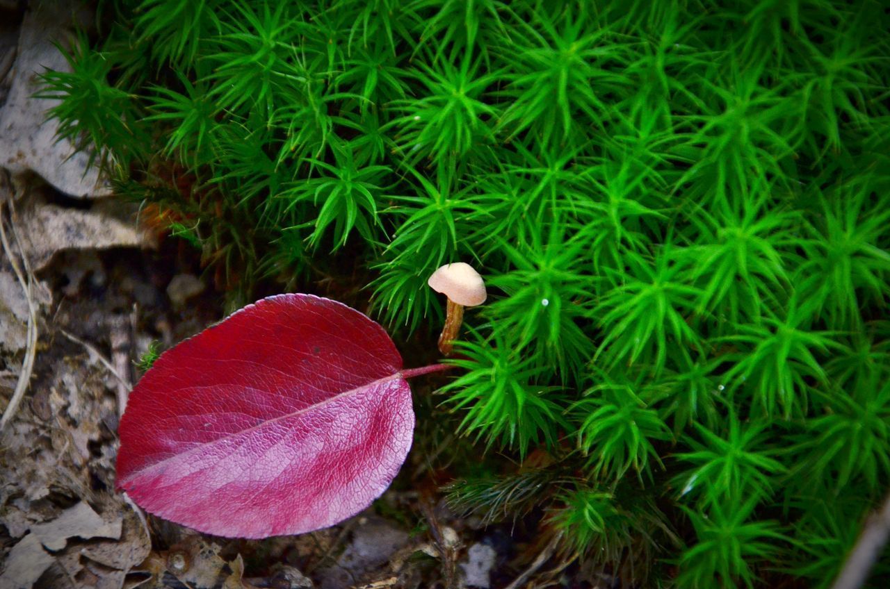 CLOSE-UP OF FLY MUSHROOM GROWING ON PLANT