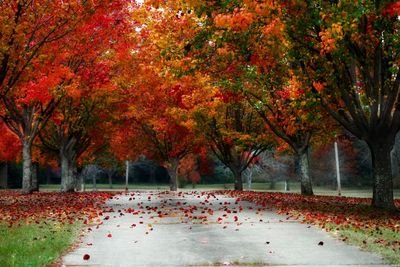 Trees in park