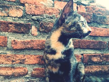 Close-up of a cat looking away