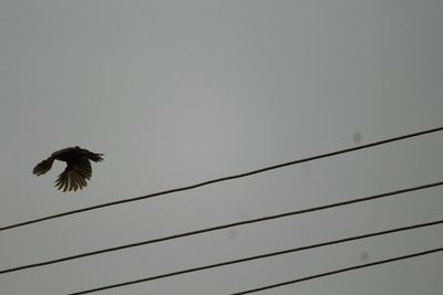 Low angle view of eagle flying against clear sky