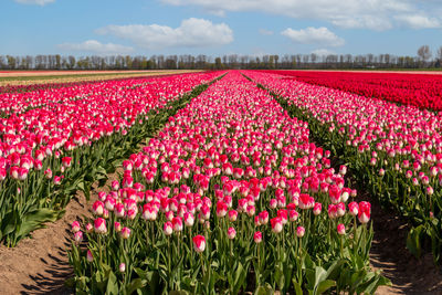 Scenic view of pink tulips on field against sky