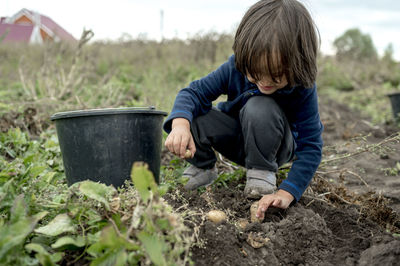 Boy picking up potatoes from soil in bucket at farm