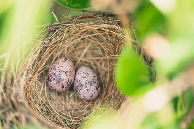 Close-up of bird nest