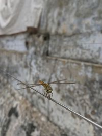 Close-up of spider