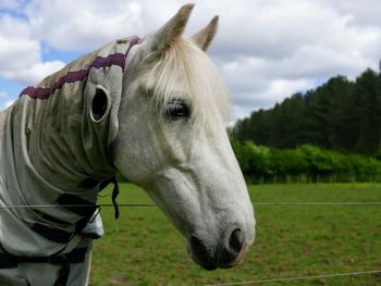 Close-up of a white horse on field