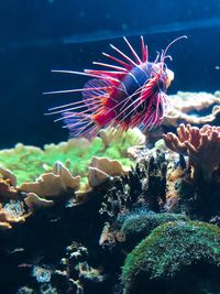 Close-up of fish swimming in sea