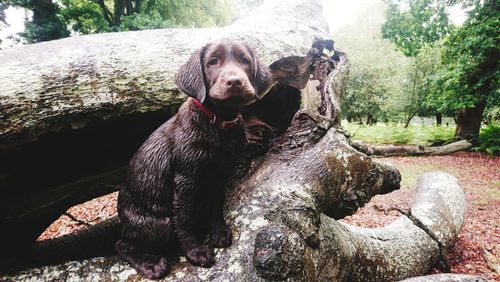 Dog sitting on rock