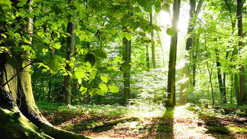 Trees in park