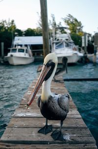 Bird perching on wooden pier