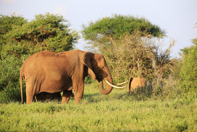 Elephant in a field, stave east, kenya