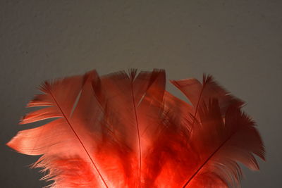 Close-up of red feather against sky
