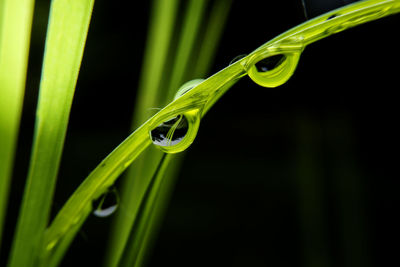 Close-up of fresh green grass