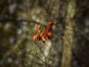 Close-up of dry leaves on tree