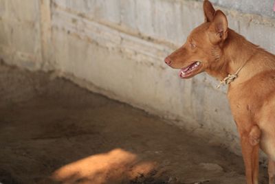 Dog standing against wall