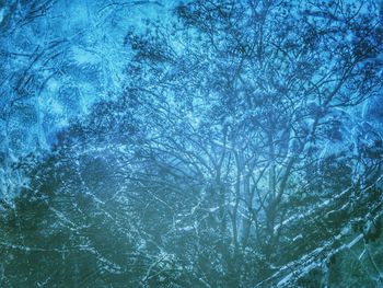 Full frame shot of bare trees