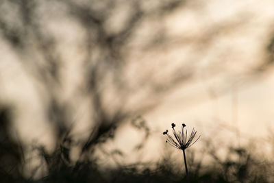 Close-up of thistle blooming against sky