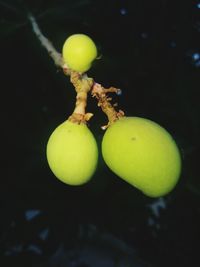 Close-up of apples