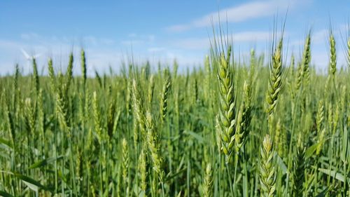 Close-up of wheat field against sky