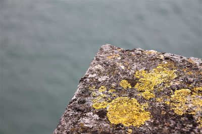 Close-up of lichen on rock